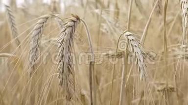 大麦穗状花序或麦田